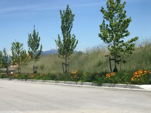BC MoT growing media - Boulevard Pics