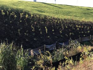 BC Ministry of Transport (MOT) approved growing media