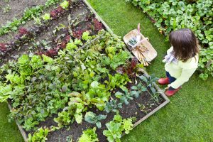 Premium planter growing media and soil