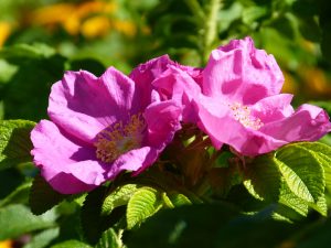 Planter soil growing media