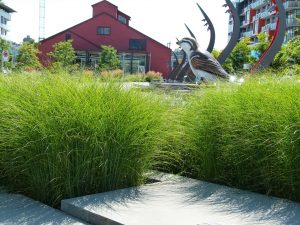 ProSoil growing media for planters and turf
