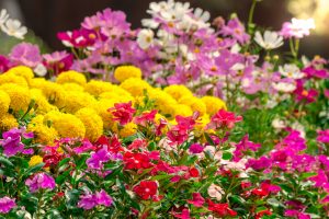 Planter Soil