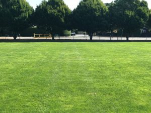 Rootzone - Web - Sports field growing media