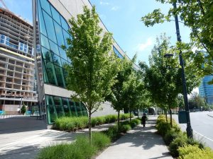 SureBASE Structural Soil