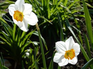 Thrive amender soil for gardens planters