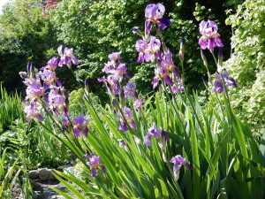 Thrive amender soil for gardens planters