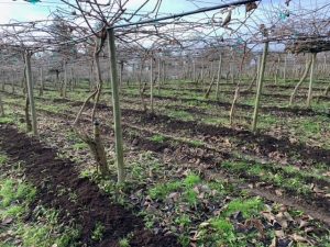 THRIVE Compost kiwi vineyard installation