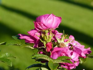 Growing media for planters