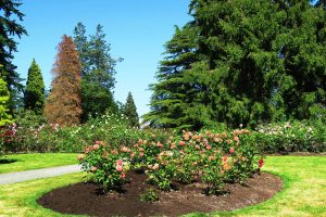 Planter growing media and soil