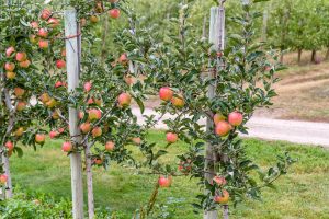 Thrive - Organic Compost Web - Apple Trees