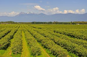 Thrive - Organic Compost Web - Blueberries Fraser Valley