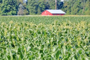Thrive Organic Compost Web - Corn