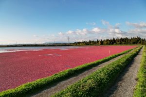 Thrive - Organic Compost Web - Cranberries
