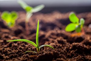 Thrive - Organic Compost - Growing Media for Agriculture applications