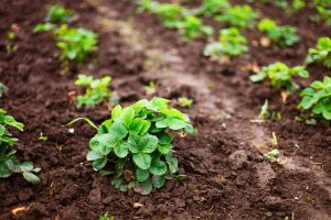 Thrive - Organic Compost Web - Strawberries
