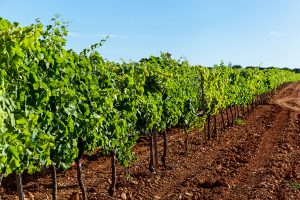 Thrive - Organic Compost - Growing Media for Agriculture applications