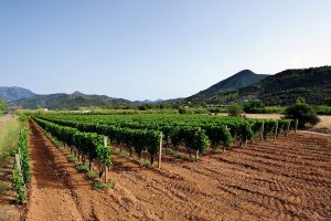 Thrive - Organic Compost Web - Vineyard Summerland