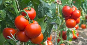 Growth tomato