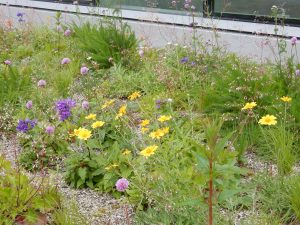 tierraLITE - Green Roof Growing Media