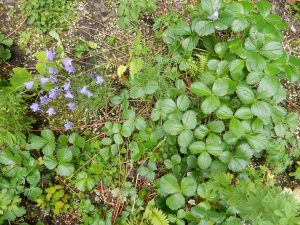 tierraLITE - Green Roof Growing Media