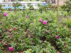 tierraLITE - Green Roof Growing Media