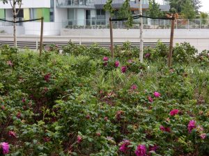 tierraLITE - Green Roof Growing Media