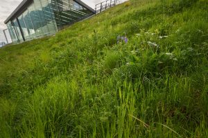 tierraLITE - Green Roof Growing Media