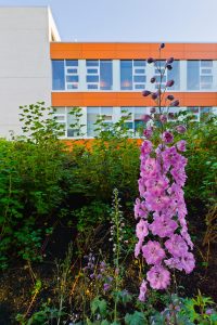 tierraLITE - Green Roof Growing Media