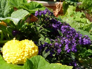 urbanGRO growing media or organic or urban farming